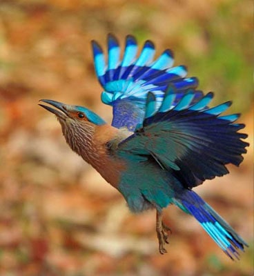 bird-tadoba