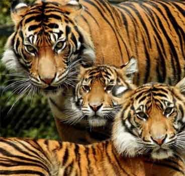family-tiger