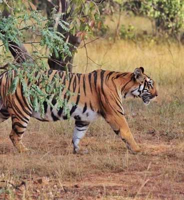 junona-tadoba