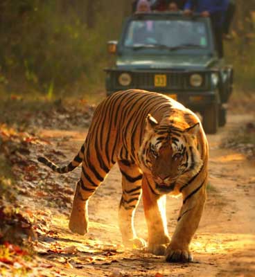 khutwanda-jeep