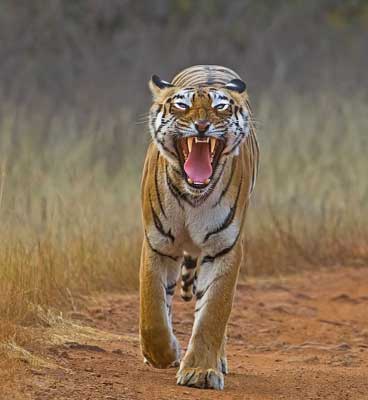 khutwanda-safari-tadoba