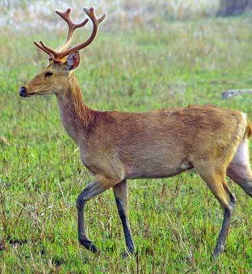 kolara-tadoba