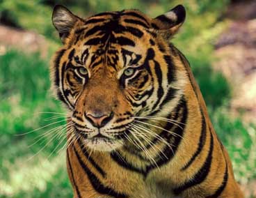 Tadoba Safari Booking, Tadoba Online Safari Booking - Online Safari ...