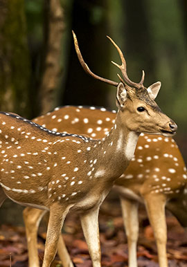 reach-tadoba