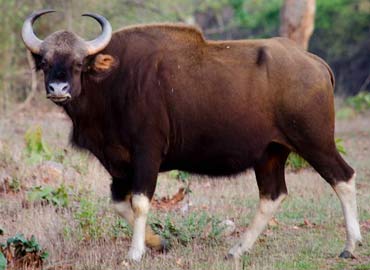 tadoba-holiday