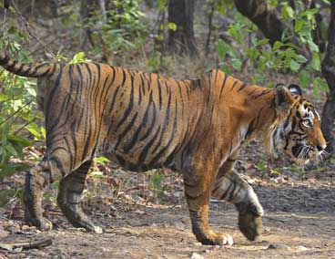 tiger-tadoba